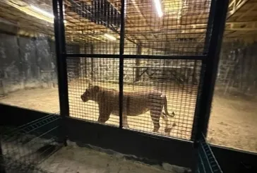 Beykoz’da aslan kaçtı iddiası ’şaka’ çıktı