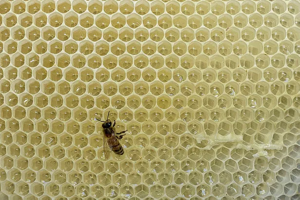 tabaga-1-tutam-atmaniz-yeterli-kis-boyunca-hasta-yapmiyor-1695193904234.jpg Kış boyunca hasta yapmıyor, tabağa 1 tutam atmanız yeterli!-4