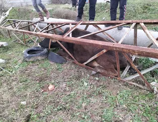 Vay inek vay: Direğe sıkıştı