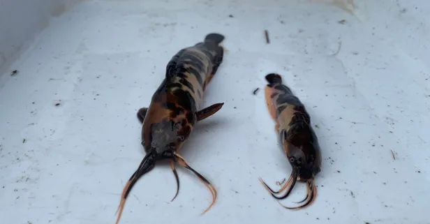 Endonezya'dan akvaryum içerisinde Eskişehir'e getirilen iki istilacı balık türü karada yürüyebiliyor doğal türlere zarar veriyor