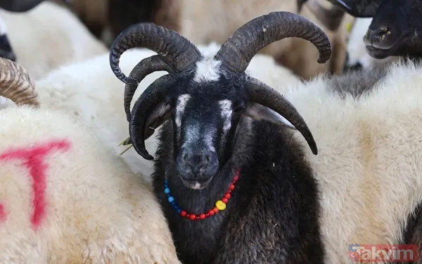 KURBANLIK FİYATLARI NE KADAR OLDU? 2022 Büyükbaş Küçükbaş Tosun, Koyun, Dana, Öküz, Sığır, Keçi, Koç İL İL kurbanlık FİYAT LİSTESİ! - 17