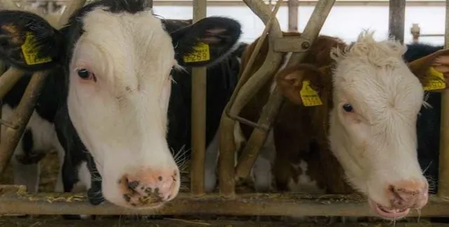 Hayvancılık kredisi başvuru şartları, başvuru nasıl yapılır? İşte kredi veren bankalar-4