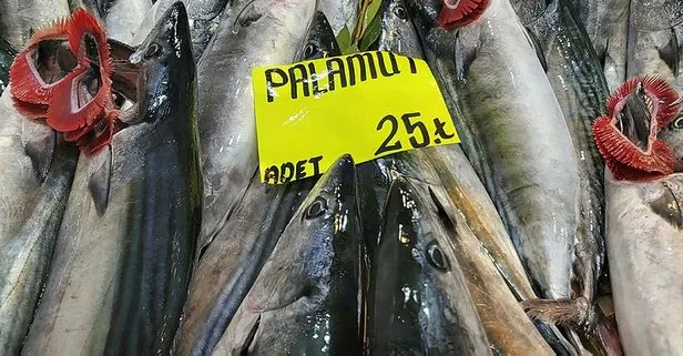 Palamut son günlerde denizde azalınca fiyatı 15 liradan 25 liraya çıktı