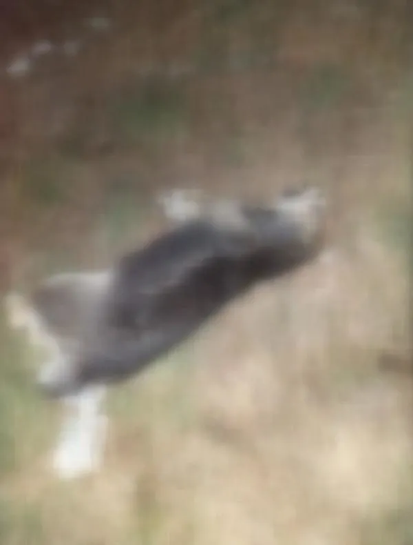 Pendik'te ormanlık alanın yakınlarındaki arazide 17 köpek ölüsü buldu-3