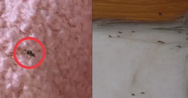 İstanbul’u istila etti! Dantel görünümlü Amerikan tahtakurusu vücuda yapışıp...