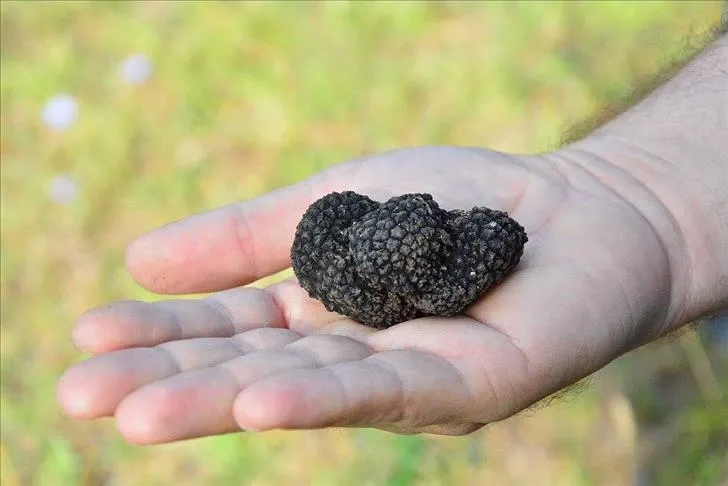 edirneden-avrupaya-truf-mantari-ticareti-kilosu-20-bin-tlyi-asiyor-1776437720106.jpg Edirne’den Avrupa’ya trüf mantarı ticareti: Kilosu 20 bin TL'yi aşıyor-6