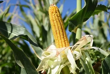 Gözlere süt mısır