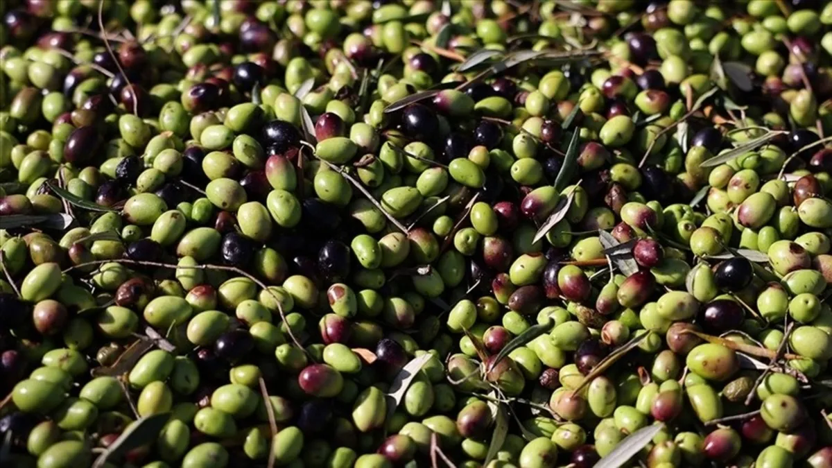 Zeytin unutkanlığa birebir
