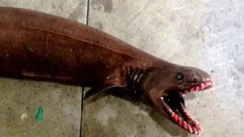 Bu canlıyı gören şok geçiriyor! 300 tane dişiyle kanla besleniyor! Uzmanlar uyardı-2