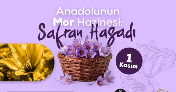 Mor tarlalarda imece ağı: Anadoludakiler Safranbolu’da safran imecesi düzenliyor