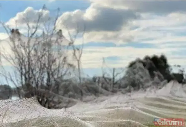 Koronavirüs fare istilasından sonra şimdi de örümcek istilası! Avustralya'da her yeri örümcek ağları kapladı - 4