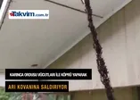 Arı kovanına saldıran karıncalar görenleri hayrete düşürdü