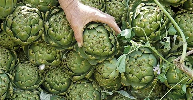 Enginar karaciğeri sağlıklı çalıştırır