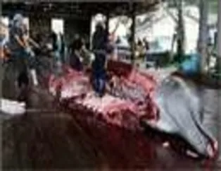 Balinaları Böyle Katlettiler