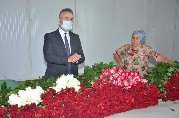 ithalatin-onune-gecmek-icin-240-metrekare-alanda-rodos-gulu-yetistirmeye-basladi-simdilerde-yilda-2-milyon-adet-gul-uretiyor-1621493852818.jpg İthalatın önüne geçmek için 240 metrekare alanda Rodos gülü yetiştirmeye başladı şimdilerde yılda 2 milyon adet gül üretiyor-5