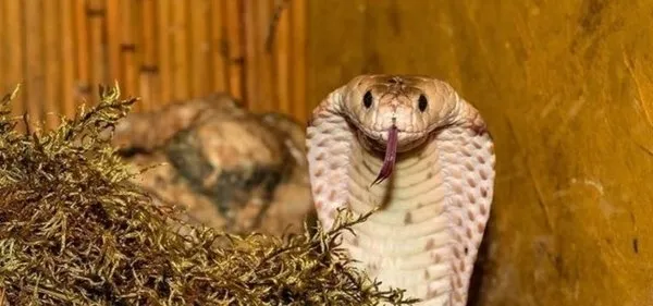 dunyanin-en-tehlikeli-kobrasi-o-ilimizde-ortaya-cikti-tek-bir-isirigi-bile-felc-ediyor-1707121586016.jpeg Dünyanın en tehlikeli kobrası o ilimizde ortaya çıktı: Tek bir ısırığı bile başa bela!-4