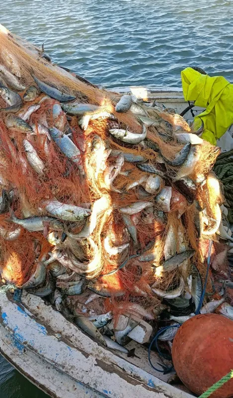 lufer-sezonu-bereketli-geciyor-bir-balikci-canakkale-bogazindan-15-bin-luferle-dondu-1633614858742.jpg Lüfer sezonu bereketli geçiyor! Bir balıkçı Çanakkale Boğazı'ndan 15 bin lüferle döndü-5