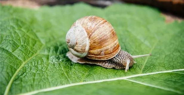 Rüyada sümüklü böcek görmek ne anlama gelir?