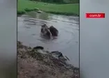 Ayılar, yakaladıkları kurdu paramparça etti