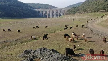 Eskiden balıklar yüzen Alibeyköy Barajı’nda artık keçiler otluyor! Son 10 yılın en düşük ikinci seviyesinde