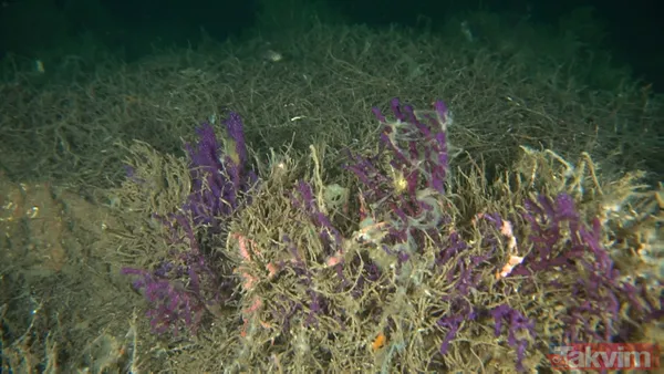 SON DAKİKA: Marmara Denizi'ni kaplayan deniz salyası (müsilaj) nedeniyle ölçüm cihazı bile su altına inemedi - 15