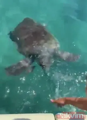 Antalya Muratpaşa'da caretta caretta Rus turistin kalçasını ısırdı - 9