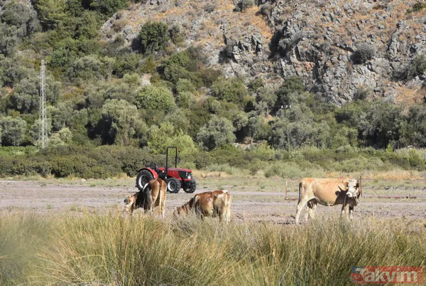 Alevlerin sardığı Bodrum Gökbel Mahallesi halkı 500 büyükbaş hayvanla yollara düştü - 4