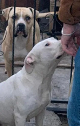 Adıyaman'da Pitbull dehşeti! Bir anda fırladı...
