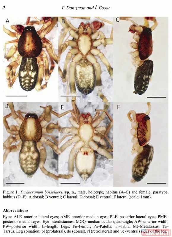 Dünyada sadece Kahramanmaraş'ın Göksun ilçesinde yaşıyor! Yeni keşfedilen örümceğe 'Turkocranum' ismi verildi - 1