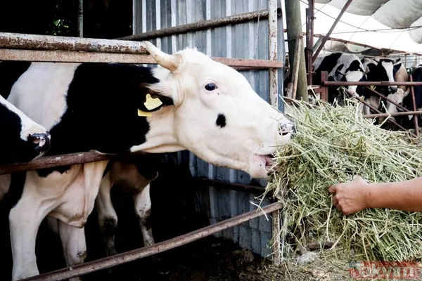 Evde canı sıkılan kadın 4 bileziğini satıp hayvancılık işine girdi! 5 milyon liralık servet sahibi oldu - 10
