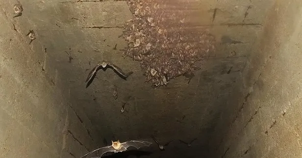 Koronavirüsle ilgili gizli belgeler ortaya çıktı! ABD ve Çin’in finanse ettiği deneyler…-6