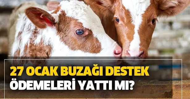 27 Ocak Buzagi Destekleri Yatti Mi T C Kimlik Nosu 4 6 8 Ile Bitenlerin Buzagi Destek Odemeleri Ne Zaman Takvim