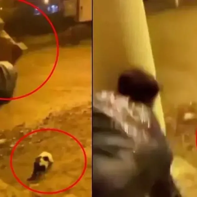 Kediyi parke taşıyla yaraladı