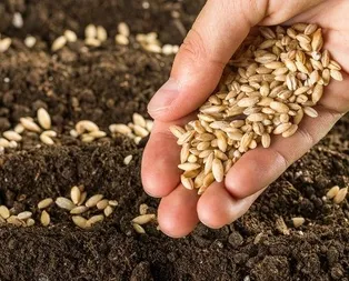 Türkiye’nin tohum ihracatı ve üretiminde rekor