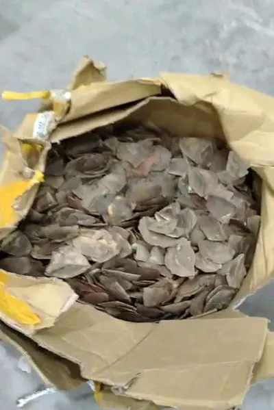 İstanbul Havalimanı'nda görevlileri bile şoke eden operasyon! 1 ton 217 kilogram ele geçirildi-3