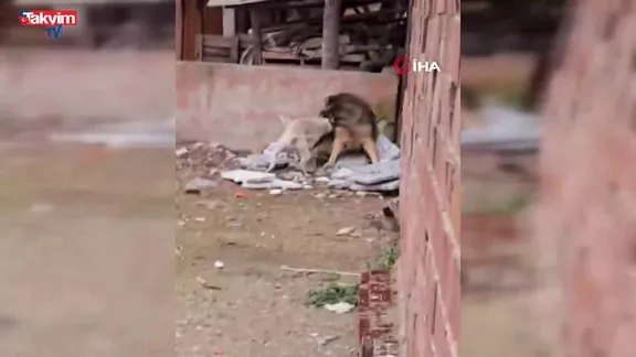 Kocaeli'de başıboş pitbull dehşeti kamerada!