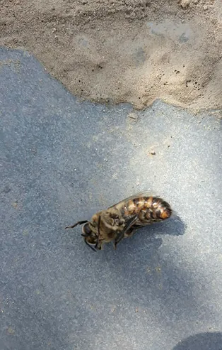 Bursa'da milyonlarca arı telef oldu! Korkutan görüntü