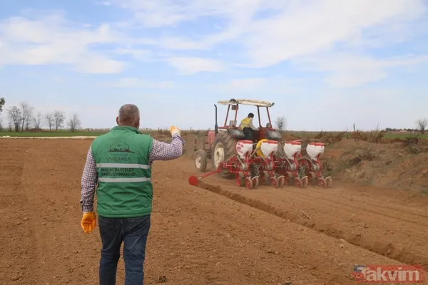 Önemli adım! Şanlıurfa yerli tohumlarla kendi biberini üretiyor - 3