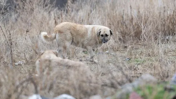 Başıboş köpeklerin saldırısına uğrayan çocukların aileleri konuştu: Bu yasa onlar için yapılmalı