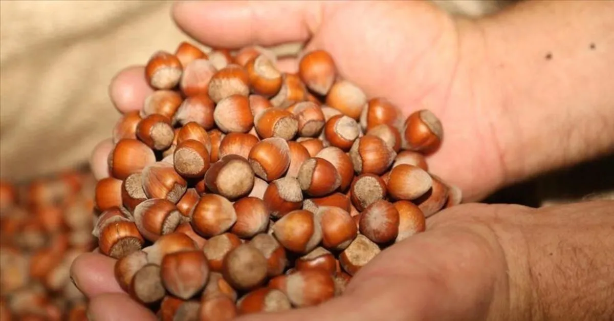 findik fiyatlari ne kadar 31 mart carsamba findik fiyati ordu giresun il il guncel liste nisan da 4 dolardan alici bulacak takvim