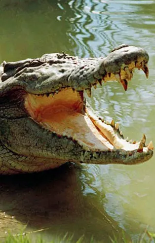 Rüyada timsah görmek ne anlama gelir?