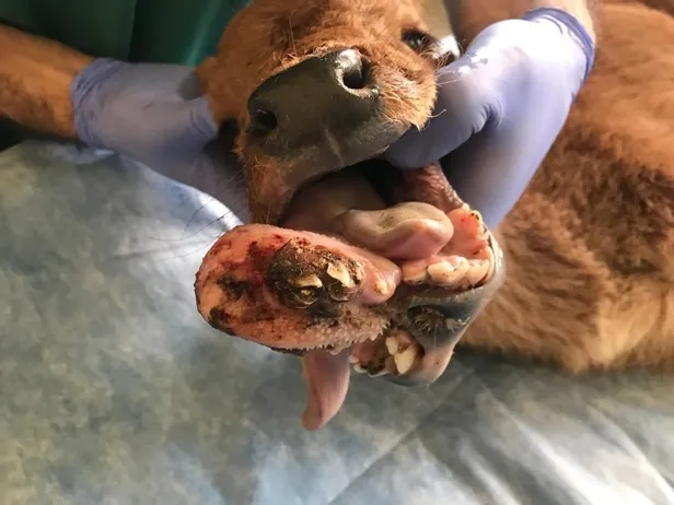 Son dakika: Batman'da anomali rahatsızlığı olan buzağıya "estetik" operasyonu-4