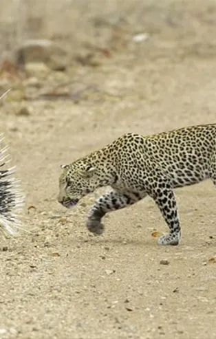 Aç leopar hayatının hatasını yaptı!