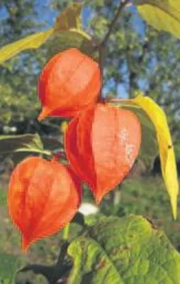 Sarılığa güveyfeneri