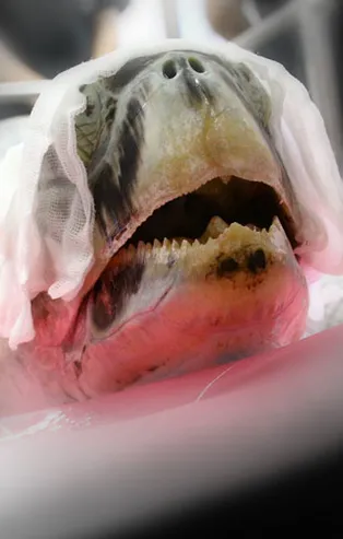 Kaplumbağanın midesinden çıkanlar şoke etti!