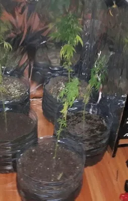 FETÖ'cü astsubay evinde uyuşturucu yetiştirmiş