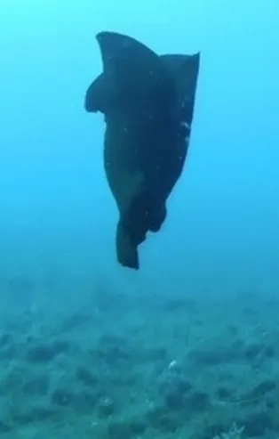 Çanakkale’de deniz tavşanı görüntülendi