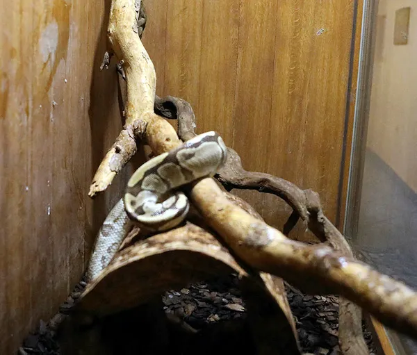 turkiyenin-en-buyuk-hayvanat-bahcesi-olan-gaziantep-hayvanat-bahcesinde-deri-degistiren-yilanlara-sut-banyosu-yaptiriliyor-1625128894575.jpg Türkiye'nin en büyük hayvanat bahçesi olan Gaziantep Hayvanat Bahçesi'nde deri değiştiren yılanlara süt banyosu yaptırılıyor-2