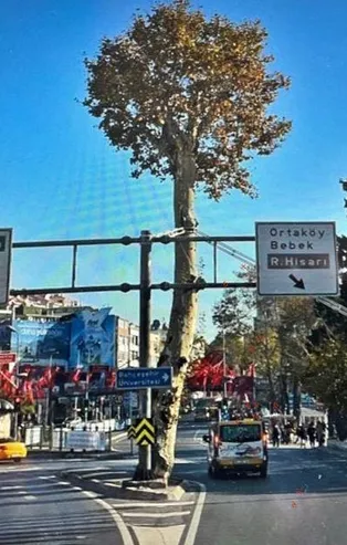 CHP'li İBB Beşiktaş'taki 150 yıllık anıt çınarı sessiz sedasız ortadan kaldırdı