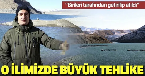 Van Gölü’nde tatlı su ıstakozu tehlikesi!